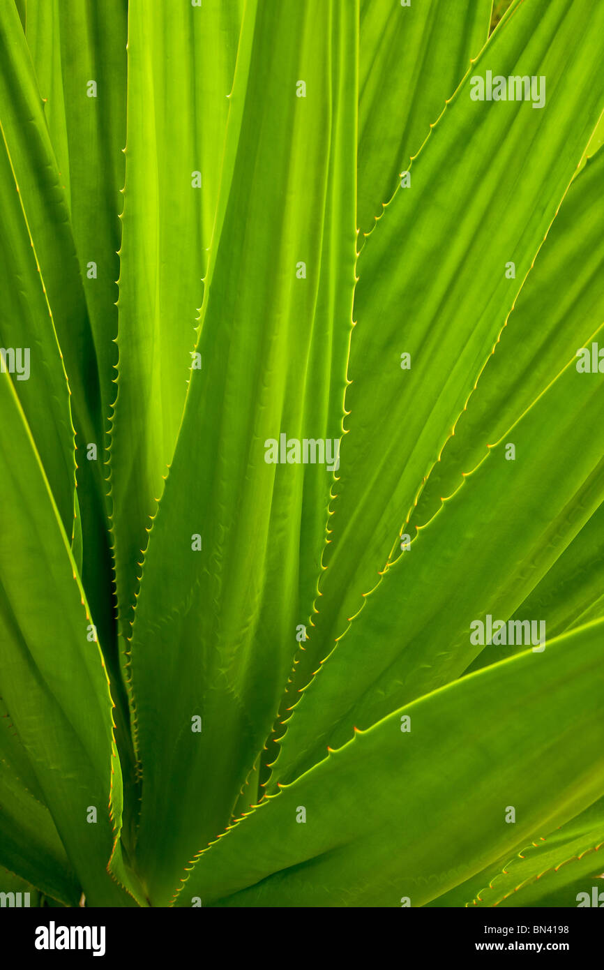 Pianta di aloe-vera Foto Stock