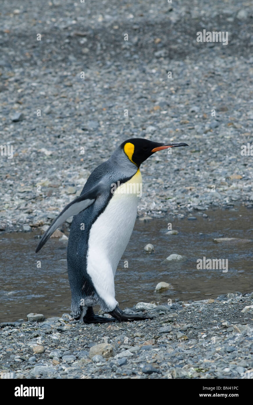 Un pinguino reale, Aptenodytes patagonicus, attraversando un piccolo torrente, Georgia del Sud Foto Stock