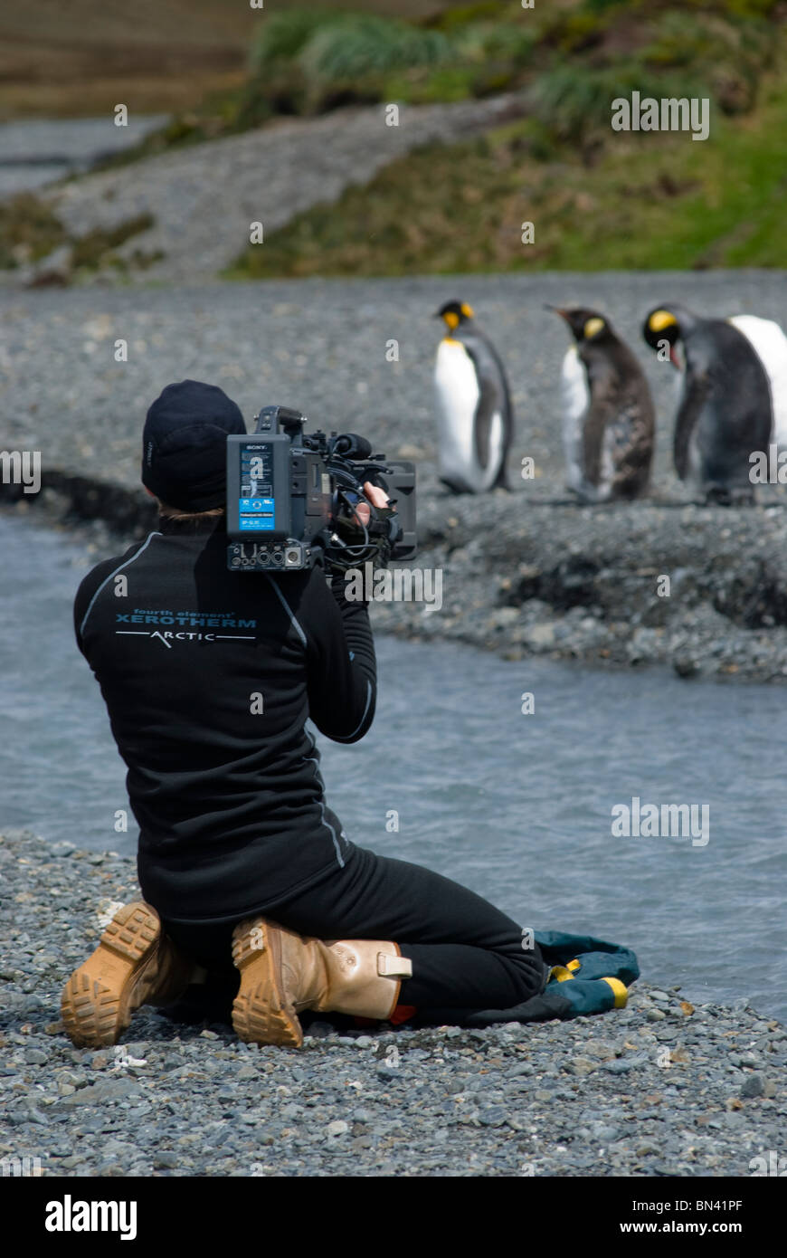 L uomo riprese il gregge del Re dei pinguini, Aptenodytes patagonicus, Georgia del Sud Foto Stock