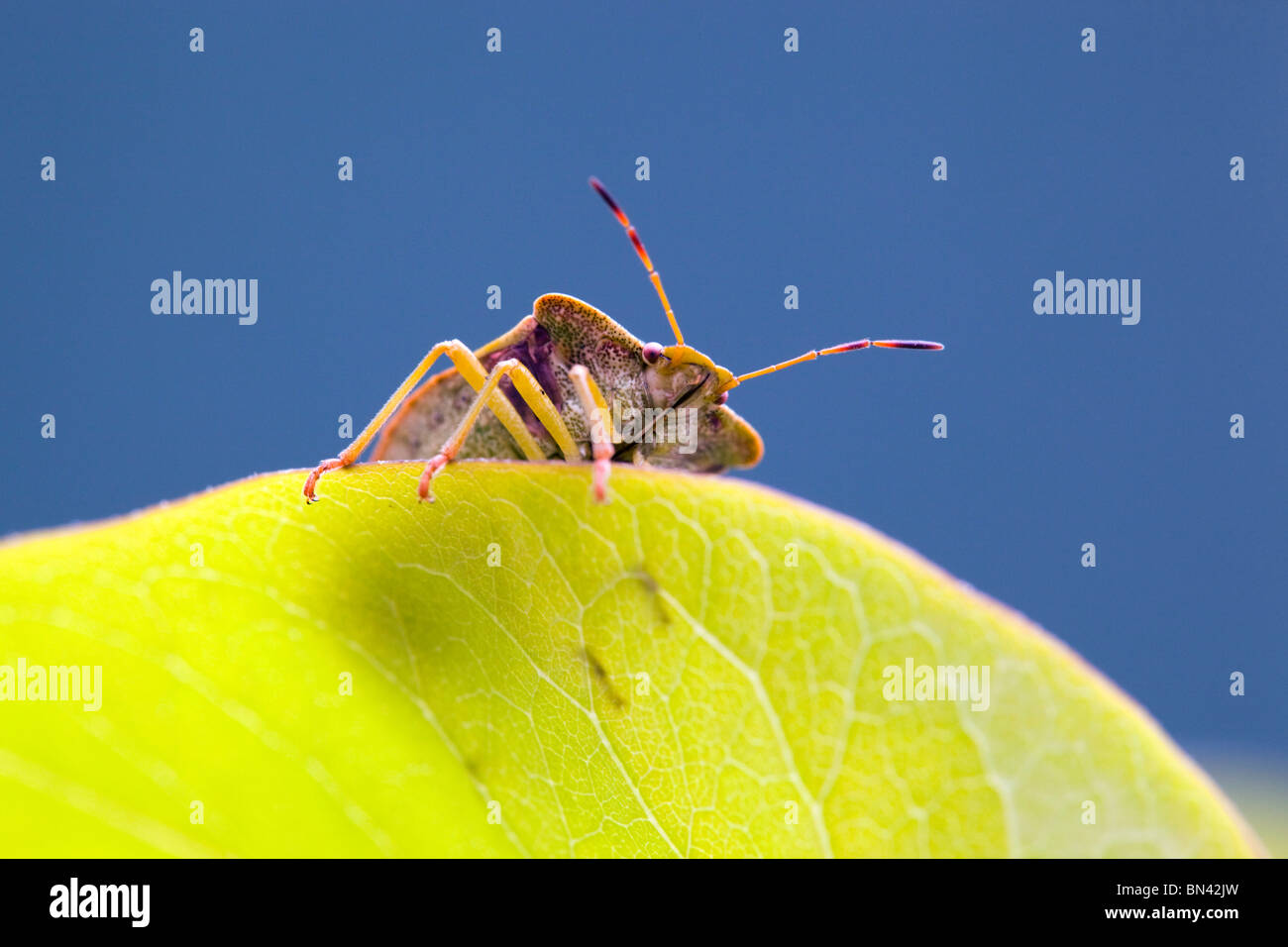 Protezione comune Bug; Palomena prasina Foto Stock