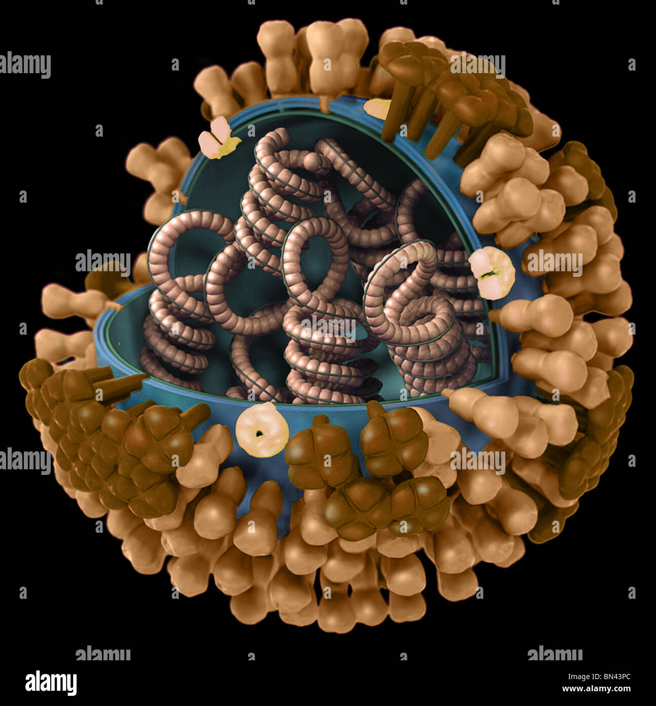 3D'illustrazione grafica di un generico influenza del virione ultrastruttura Foto Stock