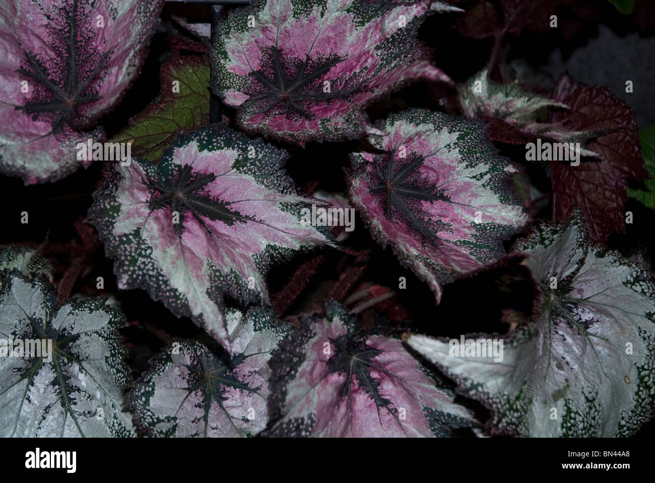 Variegata di foglie di Begonia Rex, bagno Somerset, Regno Unito Foto Stock
