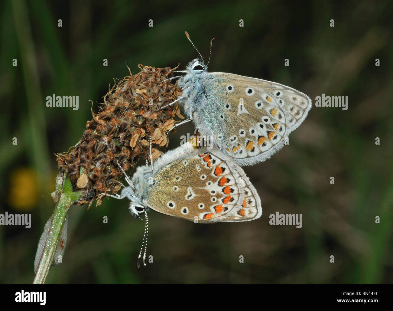 Comune di Blue Butterfly - Polyommatus icarus coppia coniugata su Ribwort piantaggine seme head Foto Stock