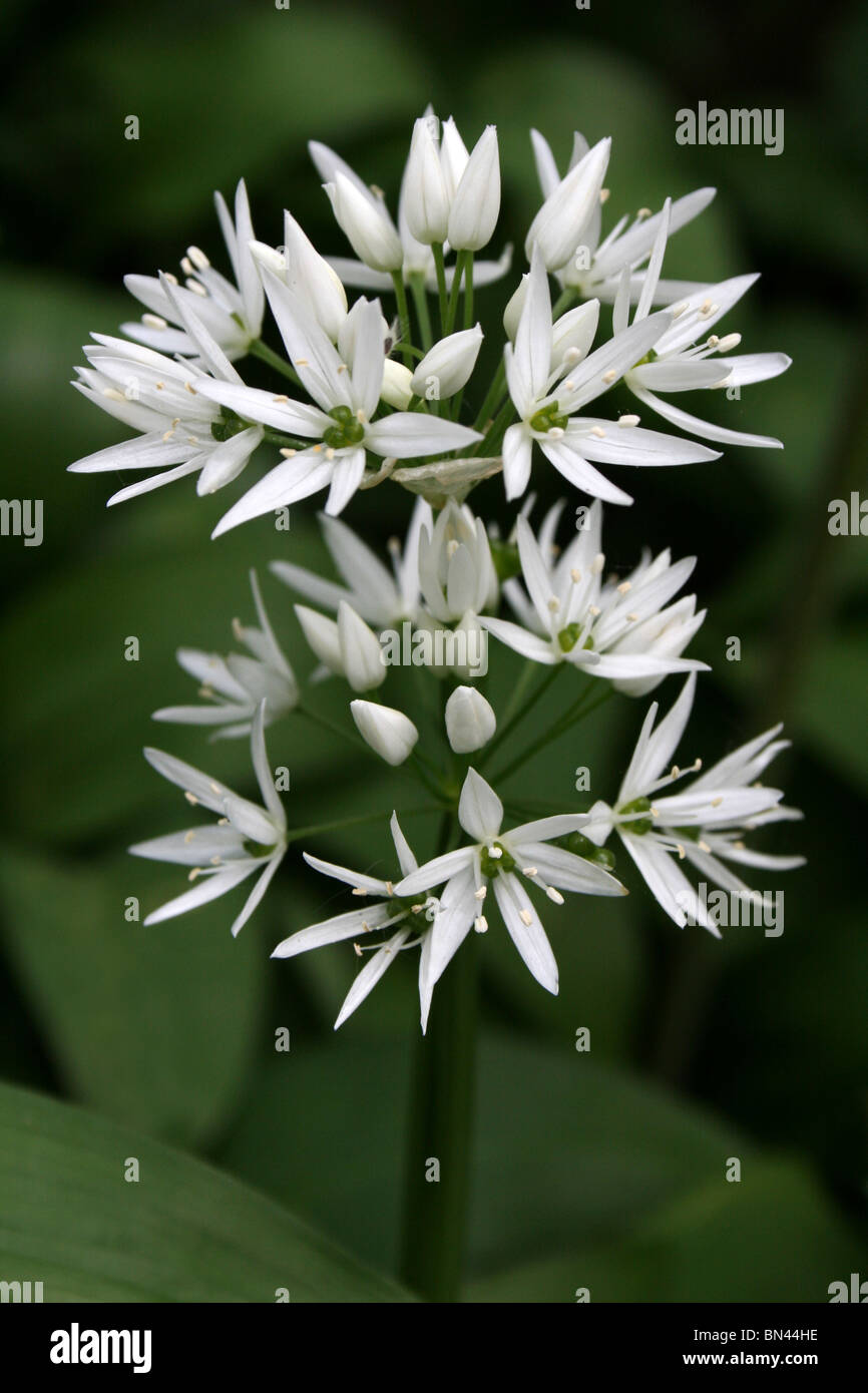 Aglio selvatico o Ramsons Allium ursinum in un bosco inglese in primavera Foto Stock