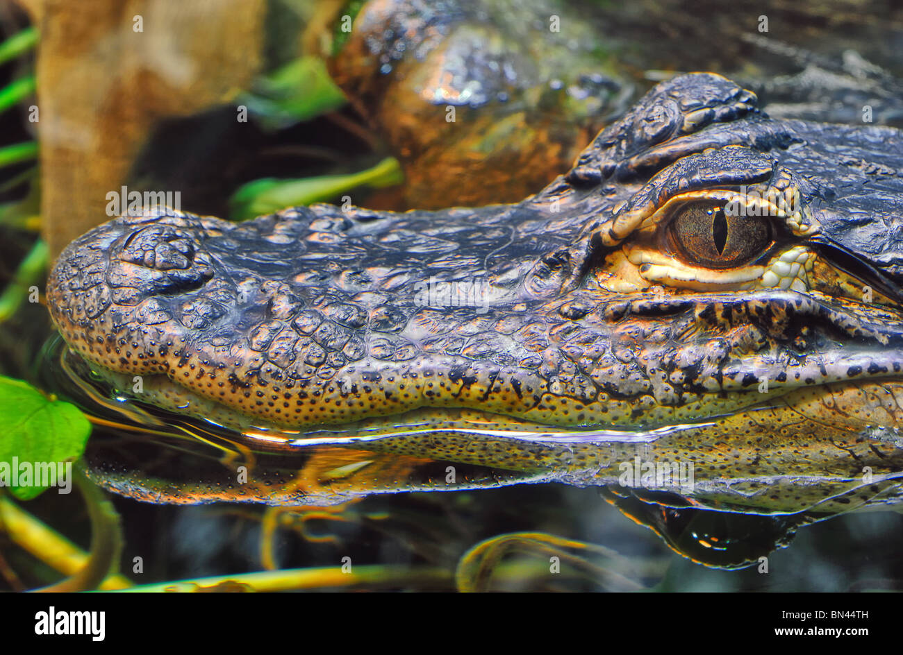 Capo di un piede- lungo il coccodrillo giovani (Alligator Mississippiensis) in acquario di Chattanooga nel Tennessee, USA Foto Stock