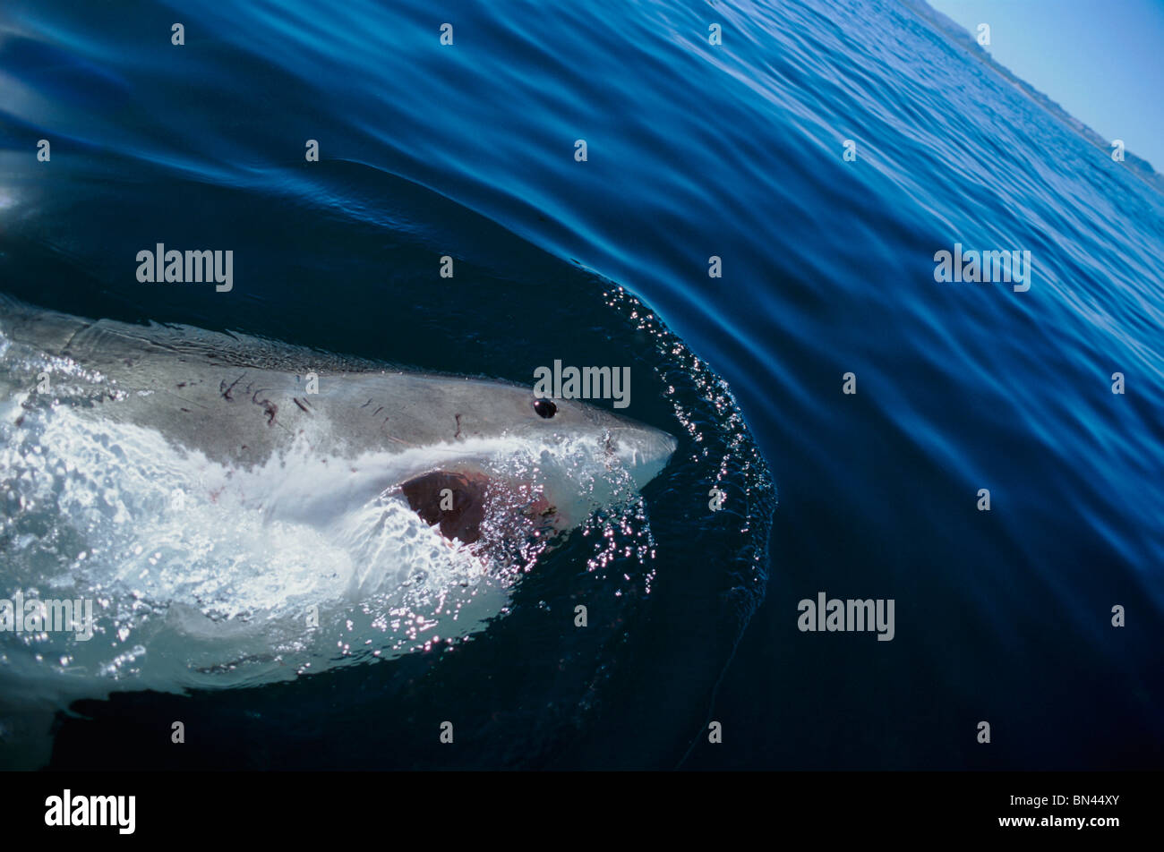 Il grande squalo bianco (Carcharodon carcharias), isola di Dyer, Sud Africa - Oceano Atlantico. Foto Stock
