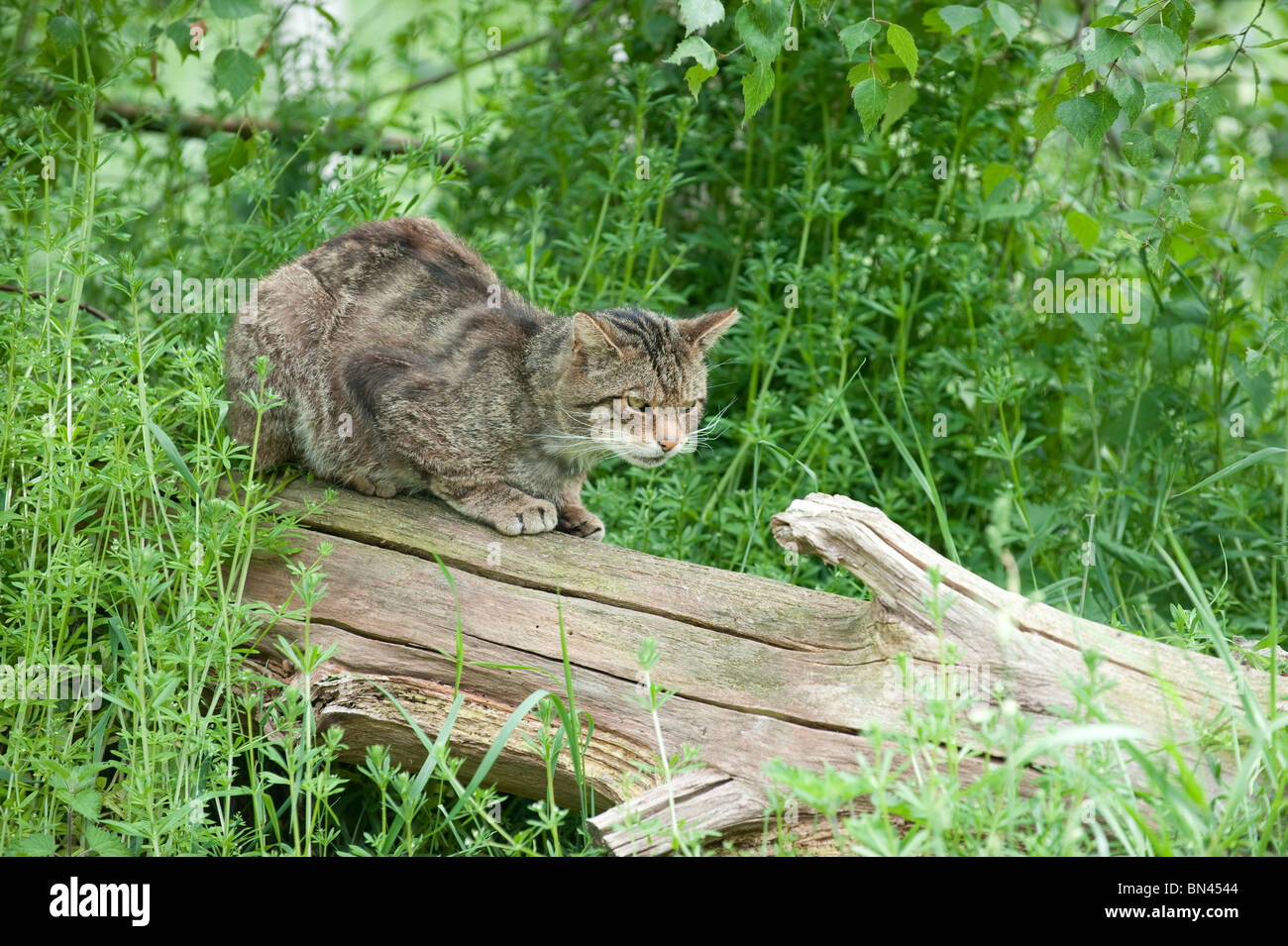 British gatto selvatico, ora trovato solo nel selvaggio in Scozia Foto Stock