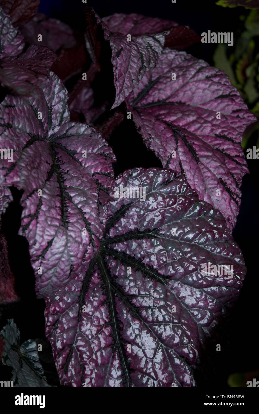 Variegata di foglie di Begonia Rex, bagno Somerset, Regno Unito Foto Stock