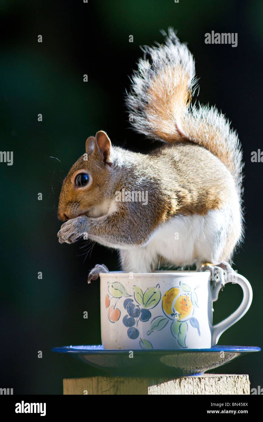 West Sussex, Regno Unito. Un unico scoiattolo grigio dadi di mangiare mentre il bilanciamento sul bordo di una vecchia tazzina che è stato riciclato come bird feeder Foto Stock