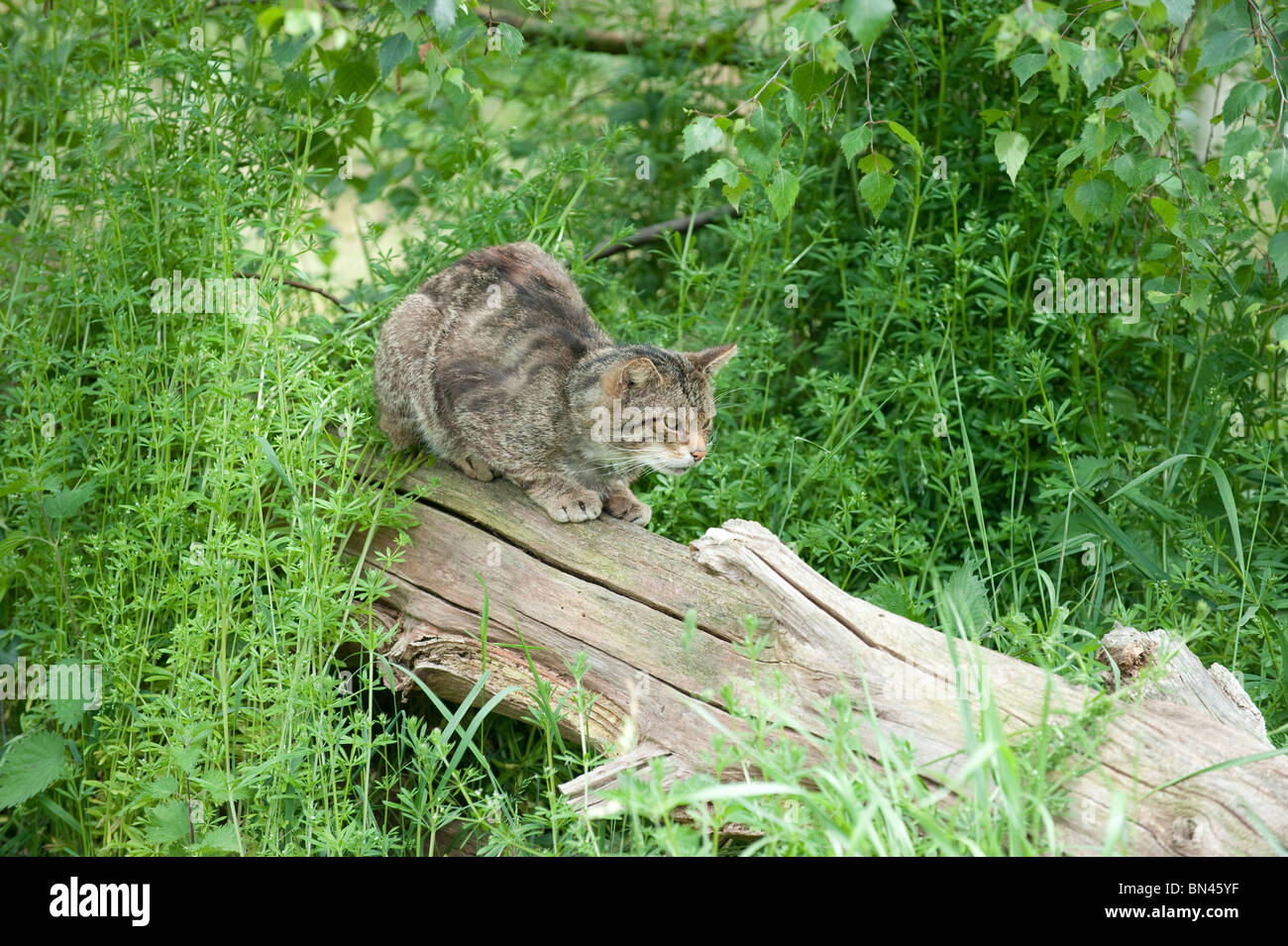 British gatto selvatico, ora trovato solo nel selvaggio in Scozia Foto Stock