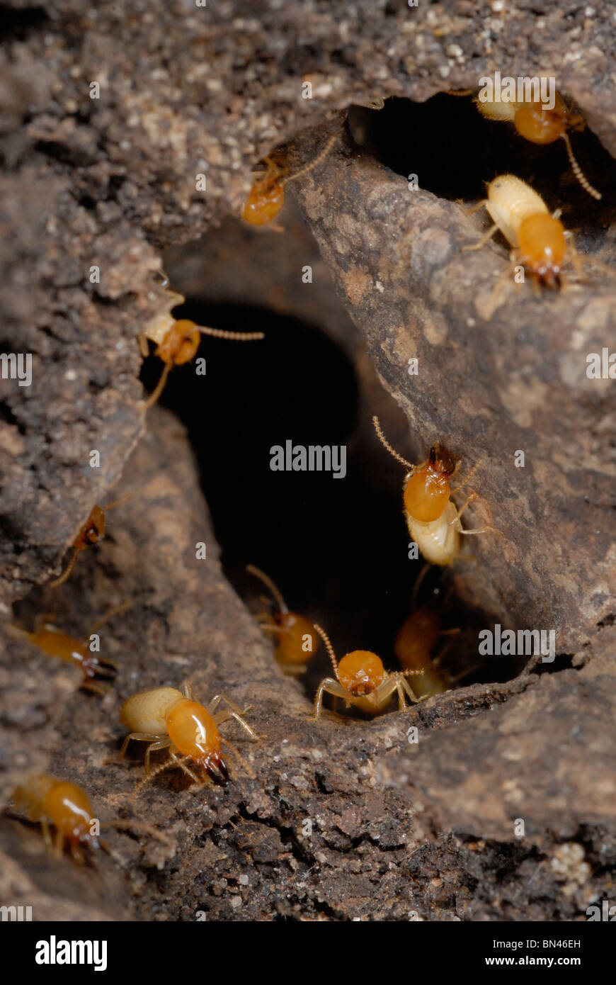 Close up di un nido disturbato di Formosan termiti sotterranee Foto Stock