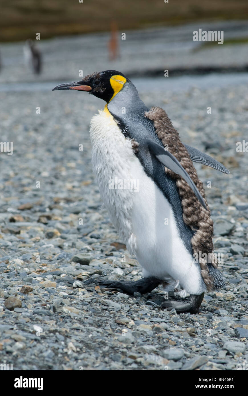 Re pinguino, Aptenodytes patagonicus, moulting, Georgia del Sud Foto Stock