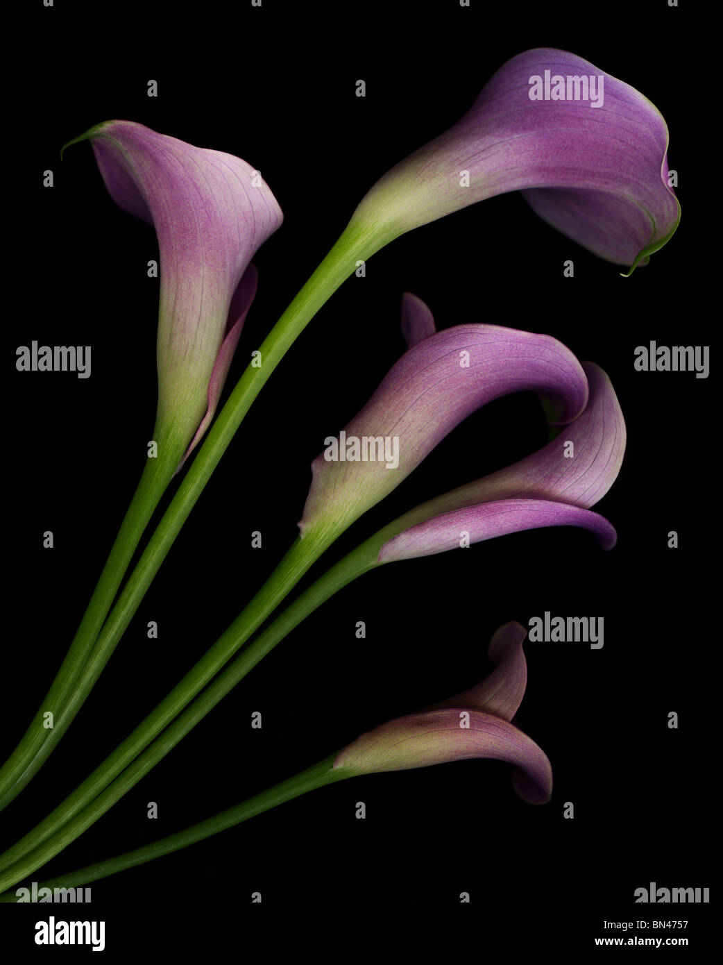 Calla rosa gigli Foto Stock