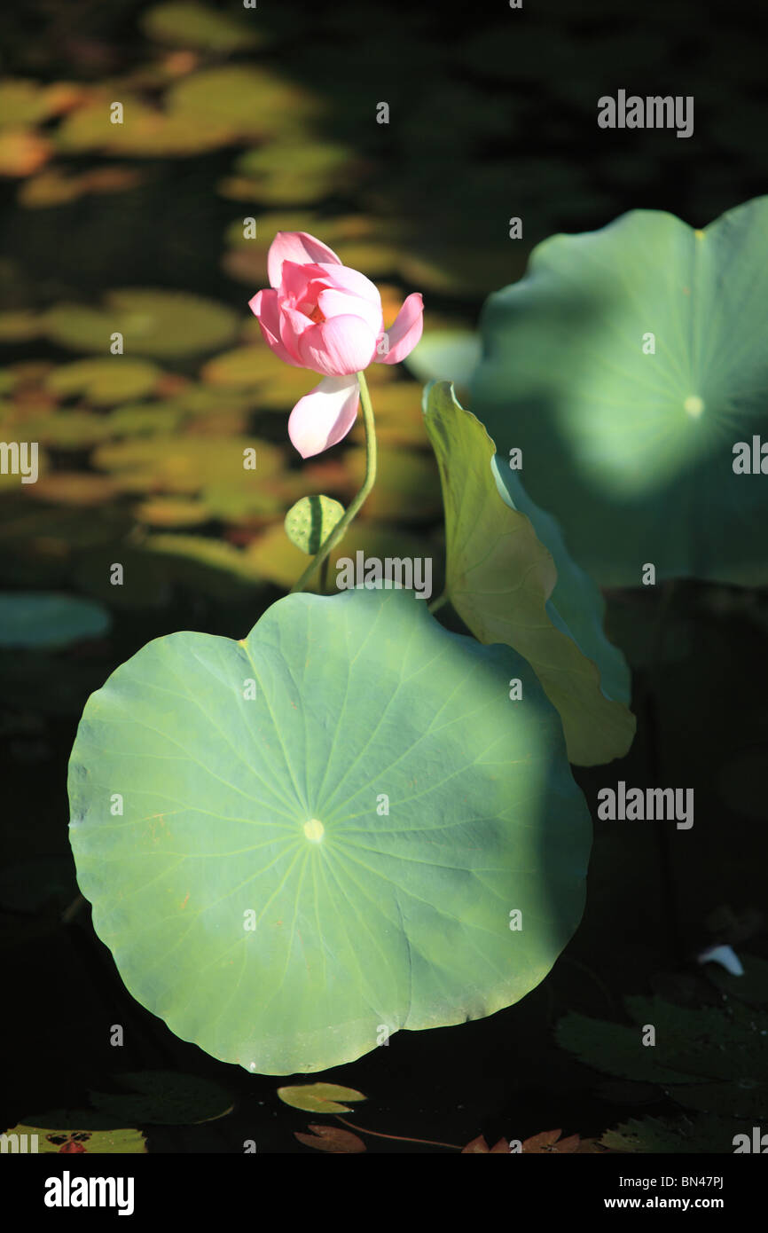Fiore di loto, prese a la cittadella di Hue, Vietnam Foto Stock