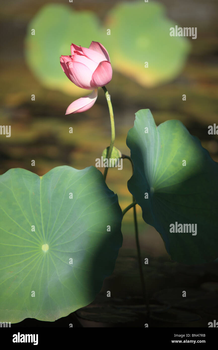Fiore di loto, prese a la cittadella di Hue, Vietnam Foto Stock