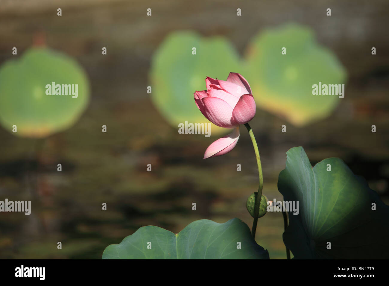 Fiore di loto, prese a la cittadella di Hue, Vietnam Foto Stock