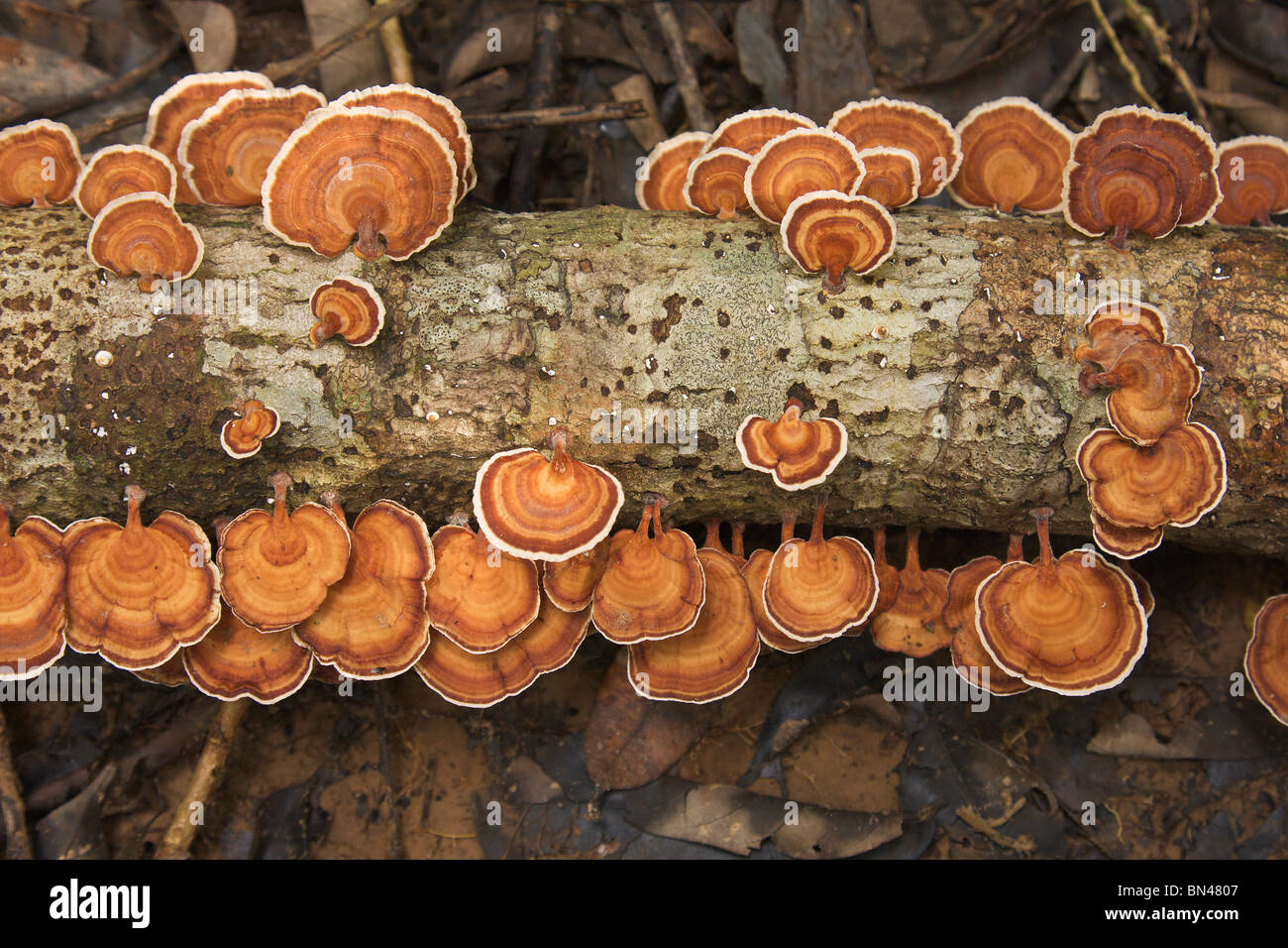 La staffa di funghi sui morti tree-trunk in pioggia-foresta, Borneo Foto Stock
