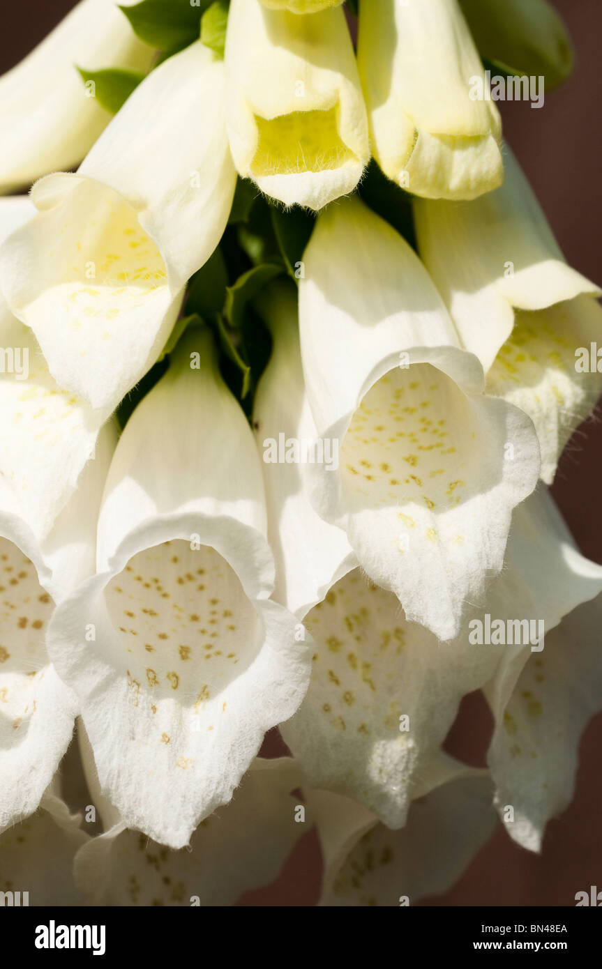 Close up white foxglove fiori, Digitalis alba, in estate Foto Stock