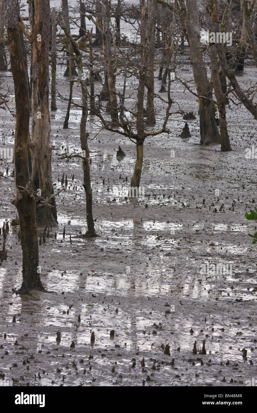 Palude di mangrovie con pneumatofori Foto Stock