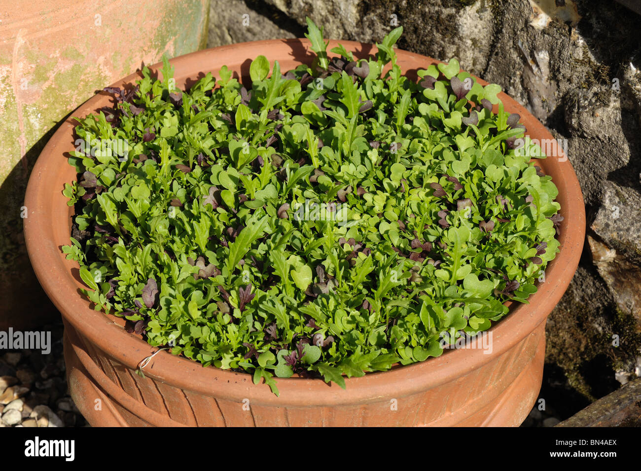 Prelevamento e venire di nuovo foglia di insalata di verdure che crescono in un vaso in terracotta Foto Stock