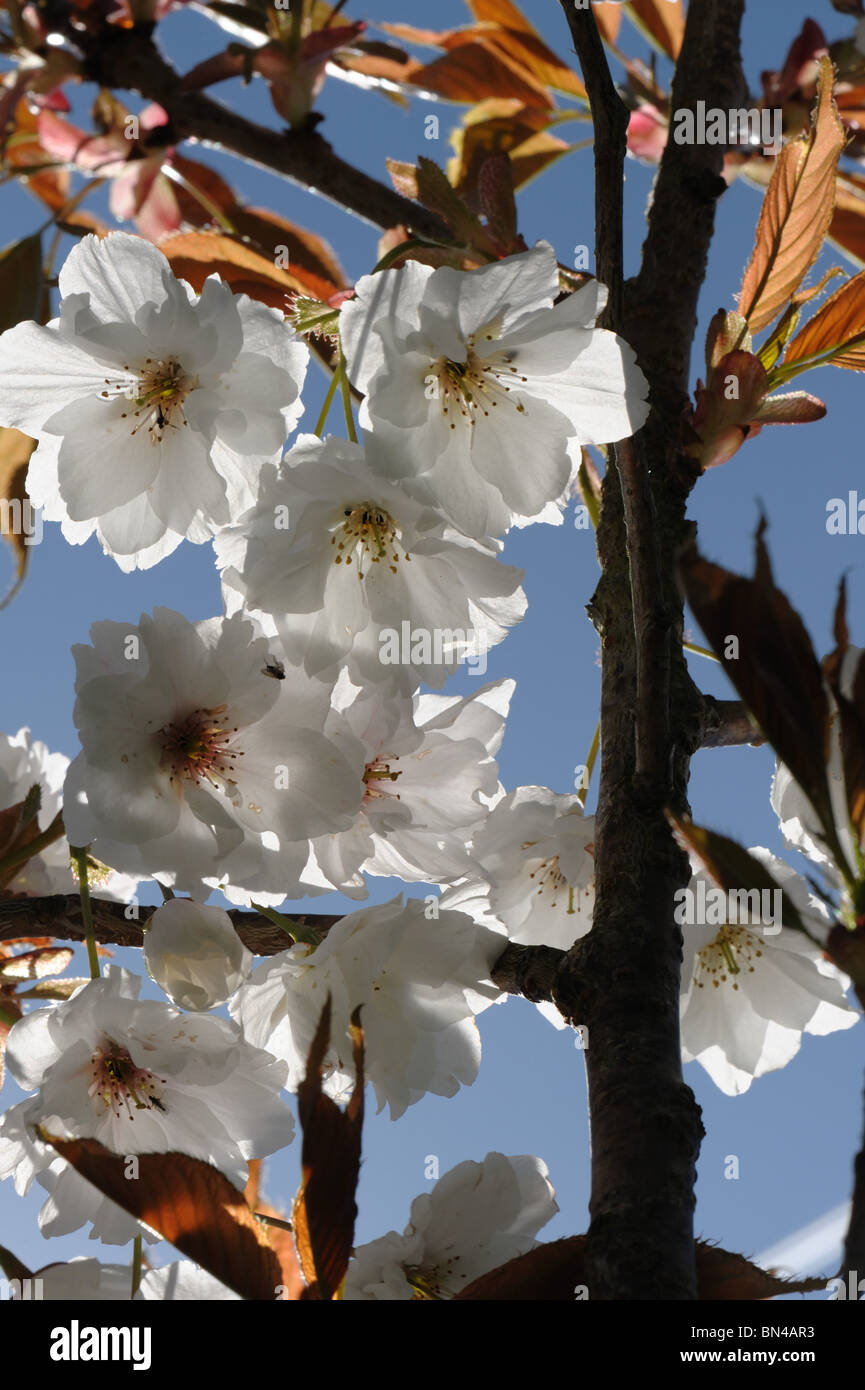 Fiori e ornamentali in ciliegio Prunus Shizuka o Cloud fragrante Foto Stock