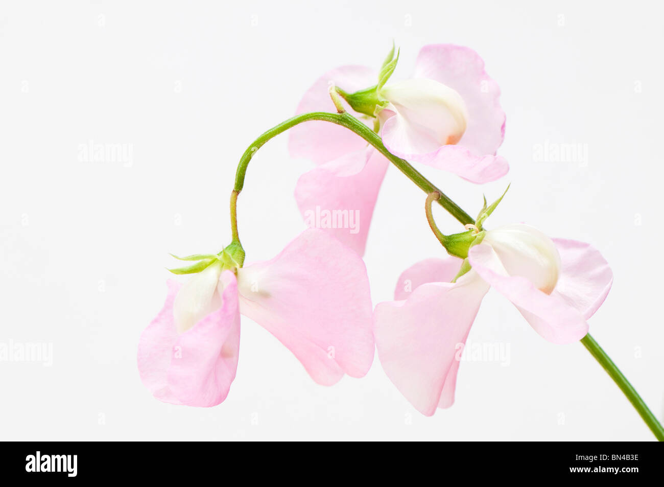 Pisello dolce 'Geranium rosa', Lathyrus odoratus Foto Stock