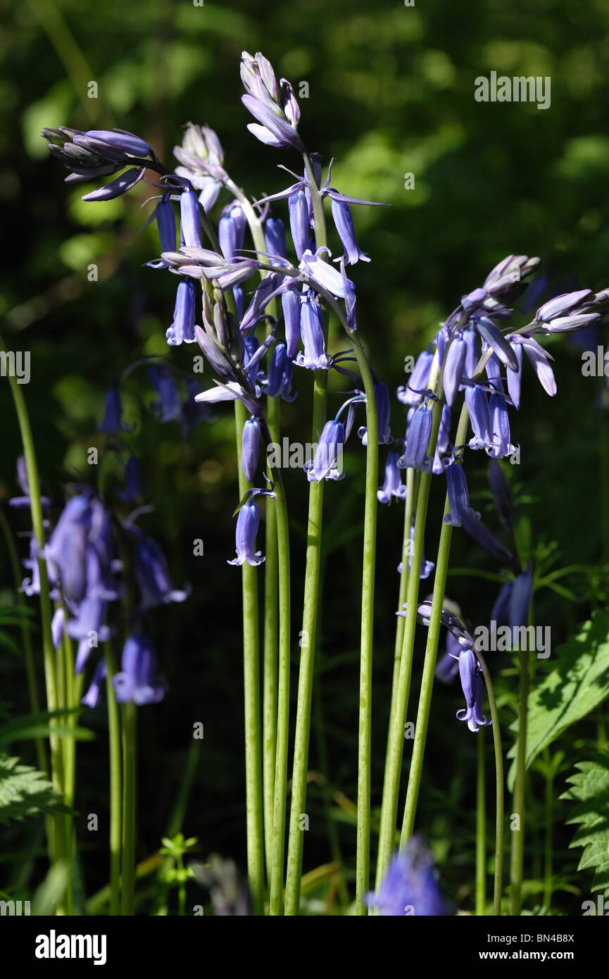 Bluebells flowering pezzata con la luce del sole in una molla di Devon woodland Foto Stock