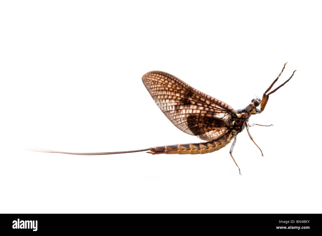 Mayfly / Un giorno di volare / corto-insetto vissuto - Francia. Foto Stock