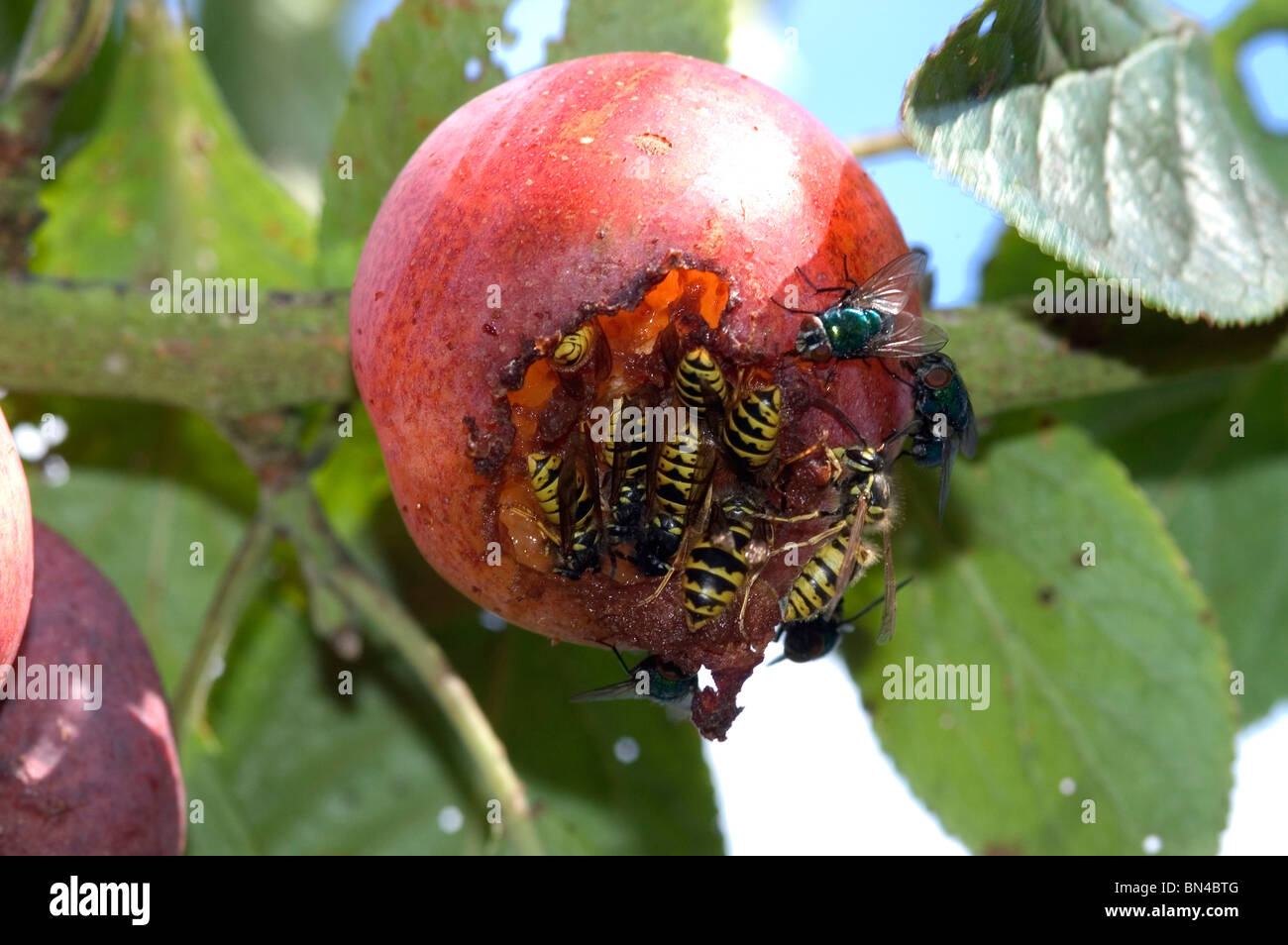 Vespe (Vespula vulgaris) e mosca carnaria sul danneggiato susine mature sulla struttura ad albero Foto Stock