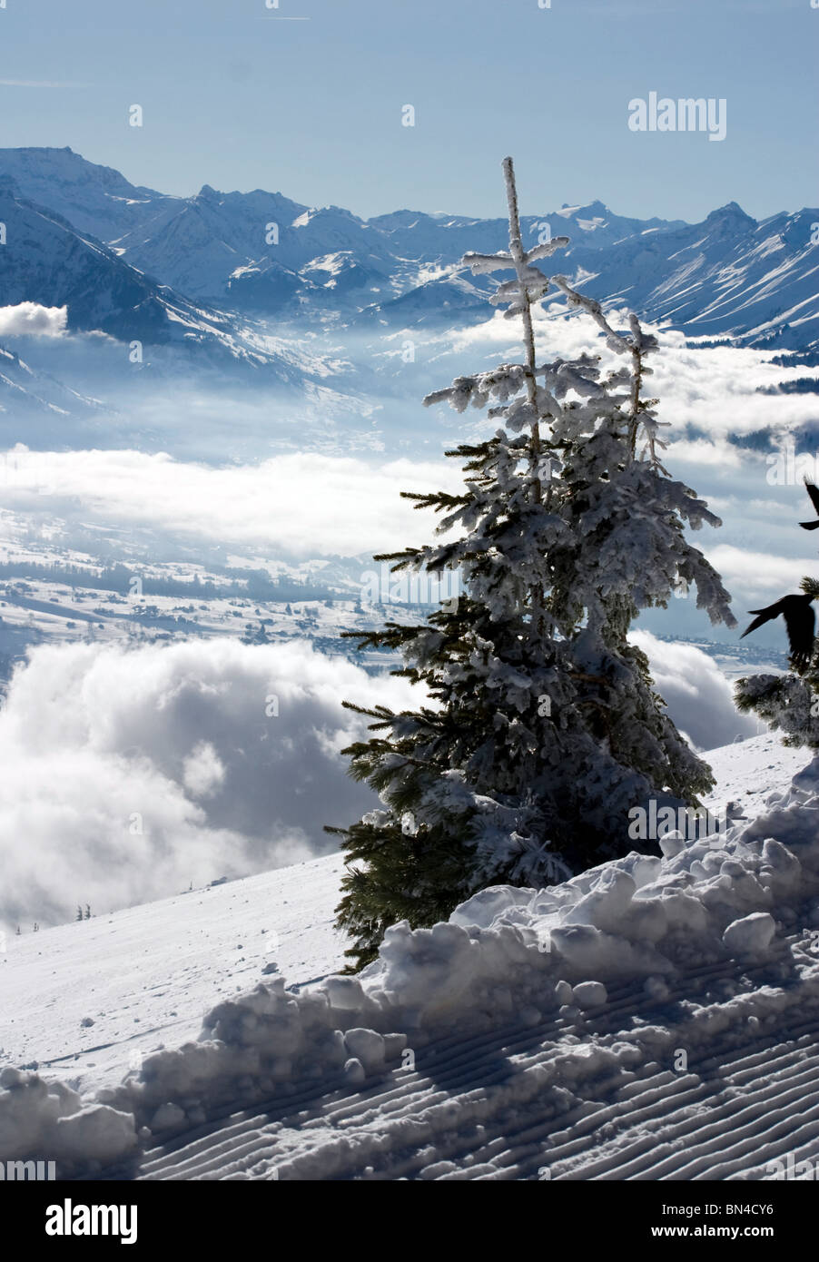 L'Abete coperto di neve nella zona di sport invernali beatenberg, alpi svizzere antenna Foto Stock