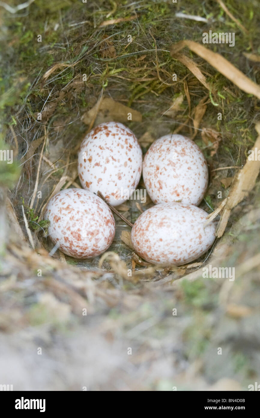 Cincia tufted nido con uova - Verticale Foto Stock
