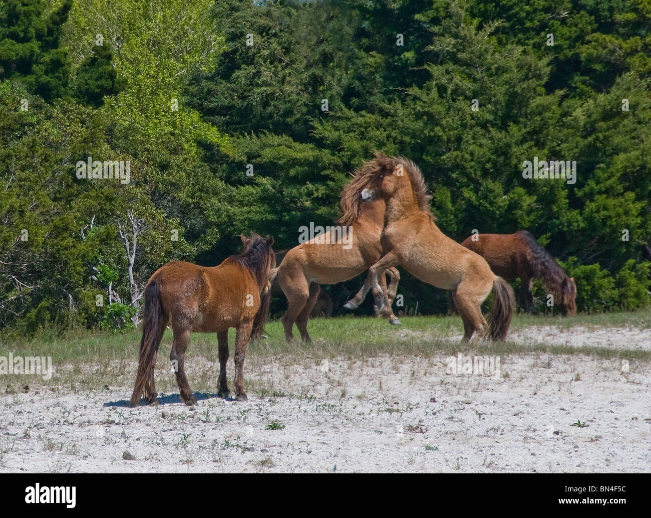 Wild Mustang spagnolo cavalli femmina abbracciata in combattimenti su isola di carota North Carolina Outer Banks USA Foto Stock