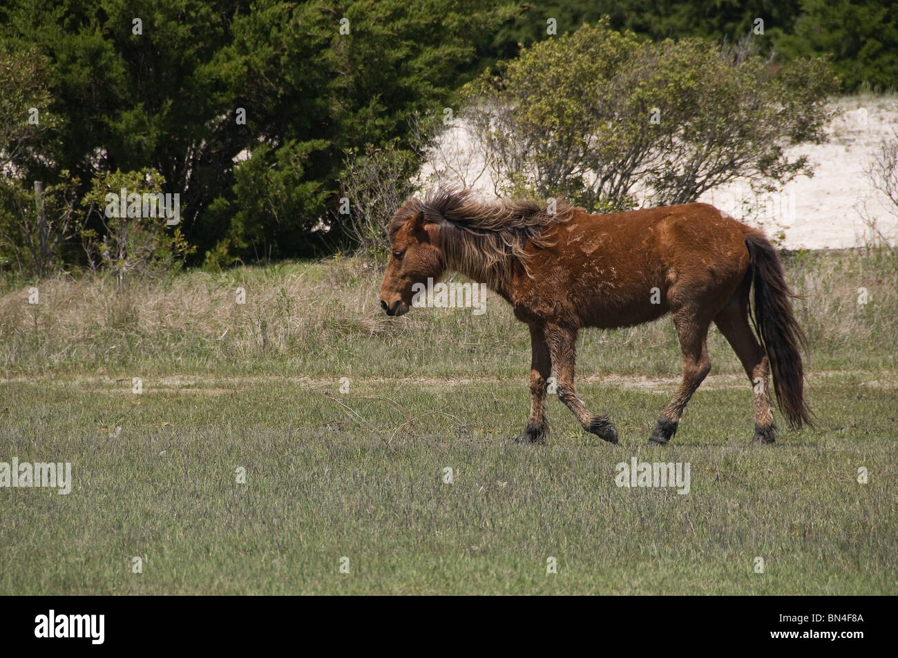Cavalli selvaggi Carolina del nord Isola di carota Foto Stock