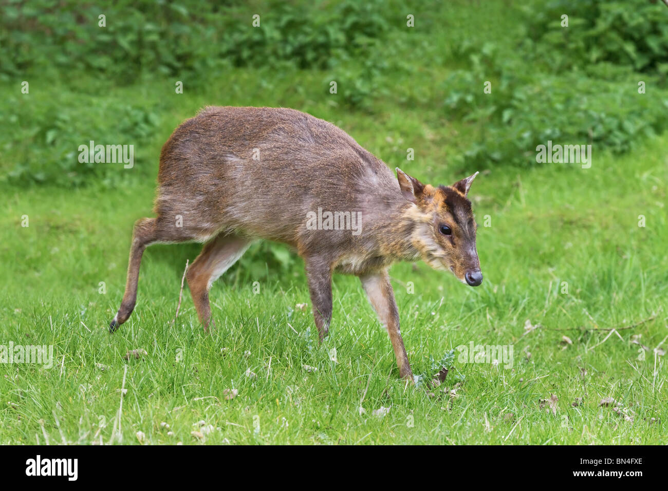 Muntjac deer femmina Foto Stock