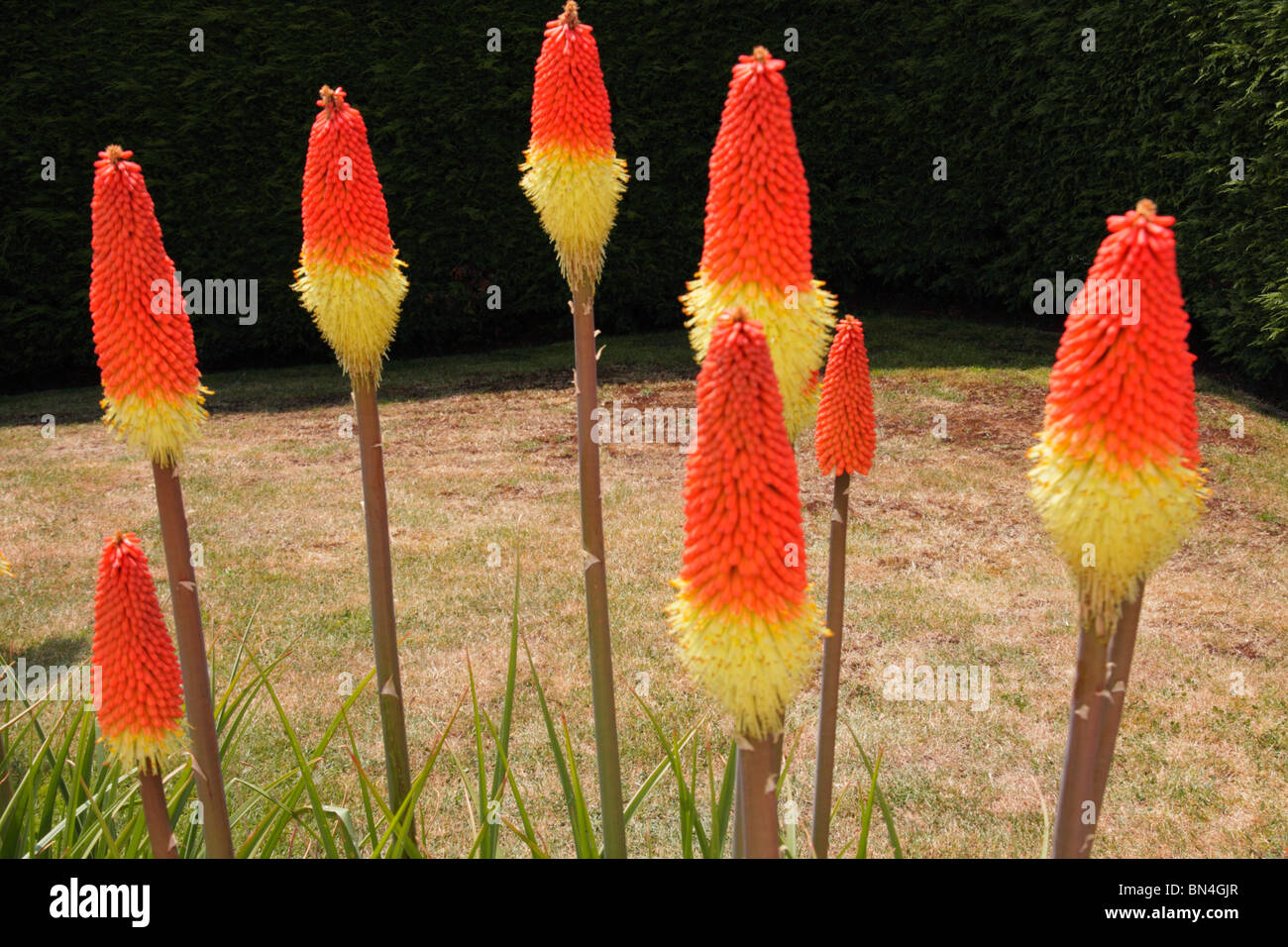 La formazione di grumi Red Hot Poker fiori, Kniphofia ,"Royal Standard' che cresce in giardino. Foto Stock