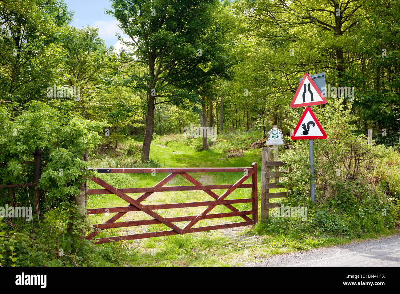 Il National Trust area di boschi con segno di avvertimento di scoiattoli avanti Cumbria, England, Regno Unito Foto Stock
