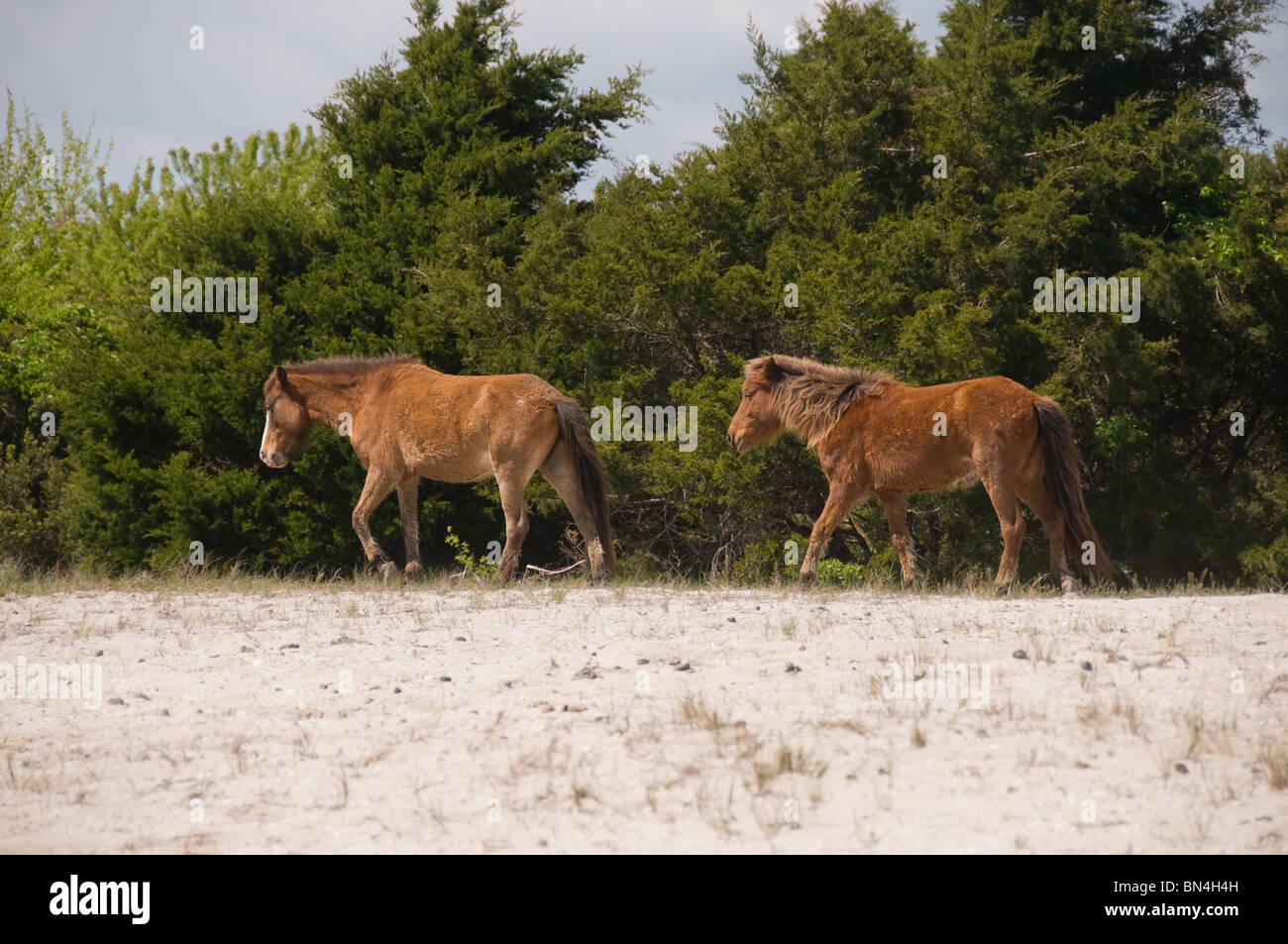 Selvaggi cavalli spagnoli camminando sulle dune di sabbia di isola barriera in Carolina del Nord Foto Stock