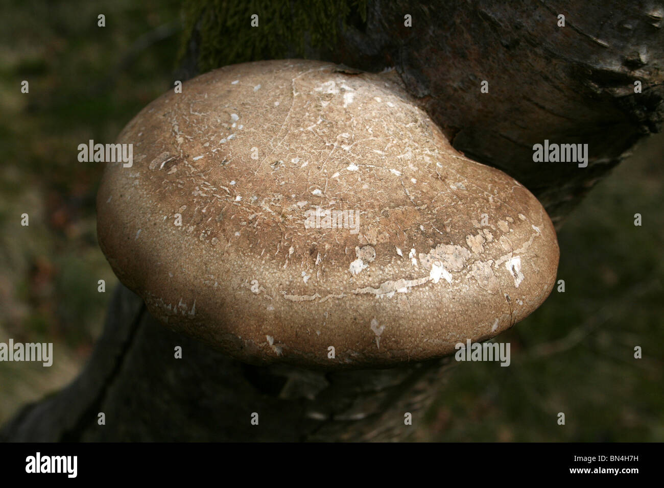 Birch Polypore funghi Piptoporus betulinus Foto Stock