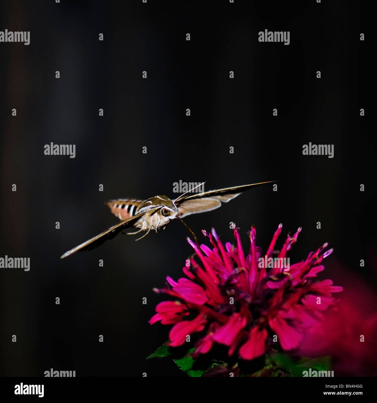 Bianco-rivestita sphinx moth, Hyles lineata, feed sul Bee Balsamo, Monarda didyma, dopo il tramonto. Foto Stock