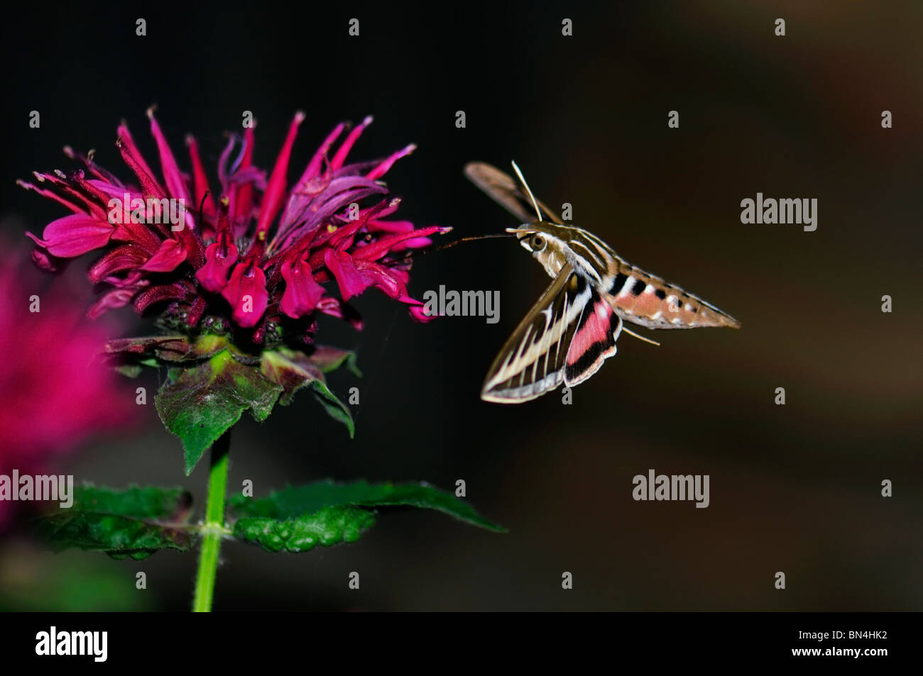 Bianco-rivestita sphinx moth, hyles lineata, feed sul bee balsamo, monarda didyma, dopo il buio. Oklahoma, Stati Uniti d'America Foto Stock