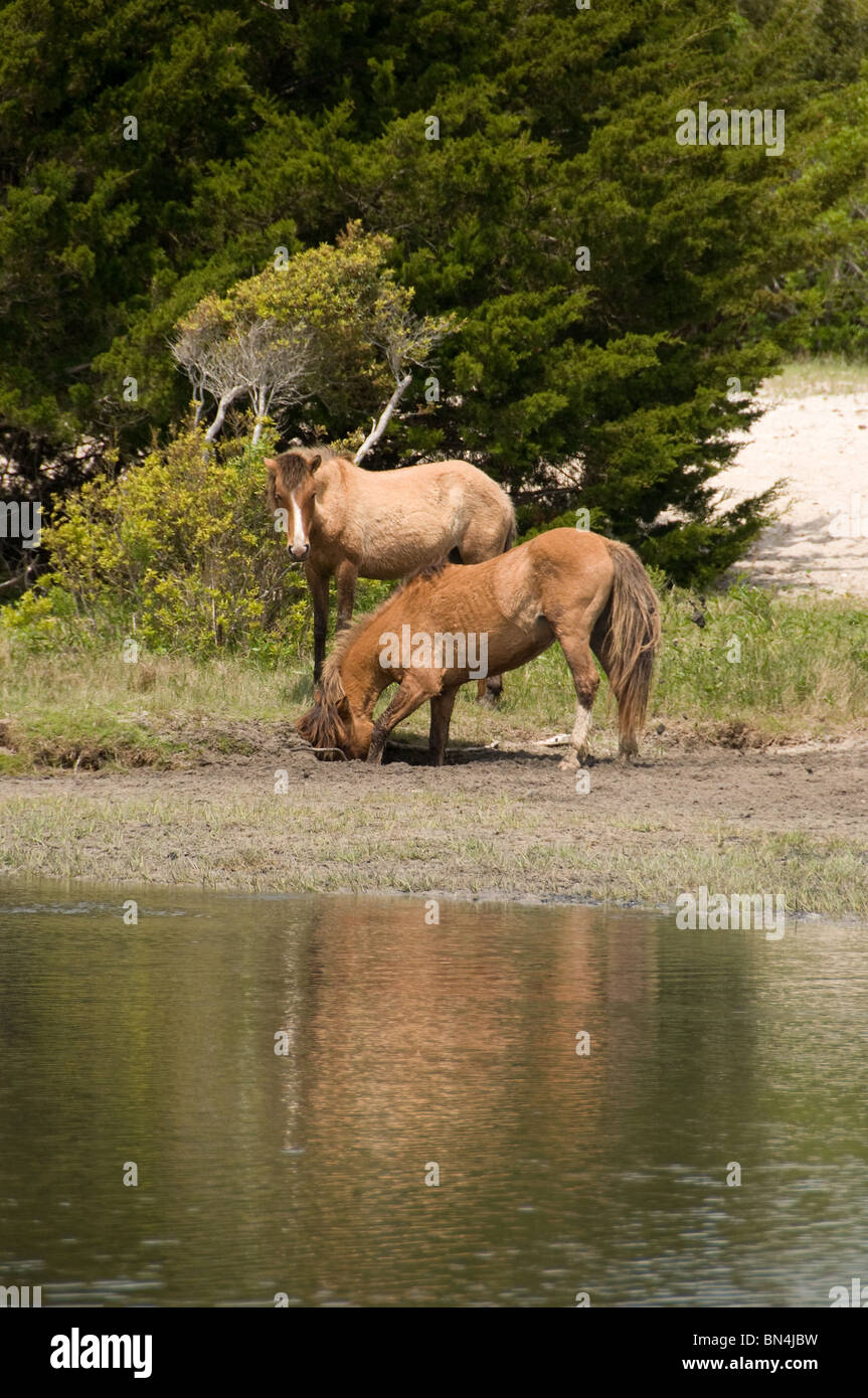 Wild Mustang spagnolo cavalli a turno a bere dal foro per l'acqua Foto Stock