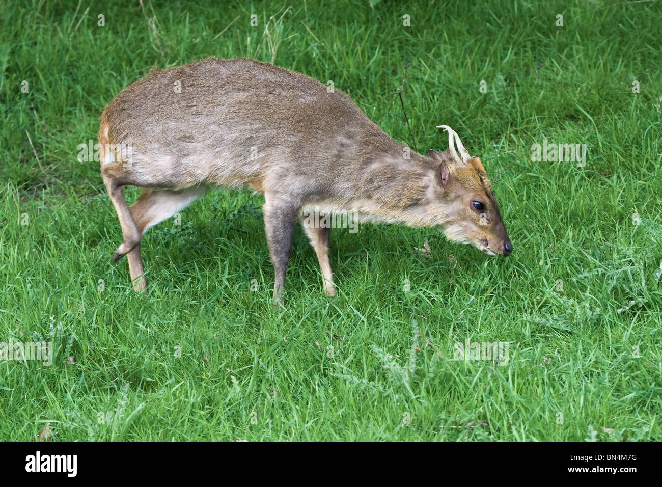 Muntjac deer maschio Foto Stock