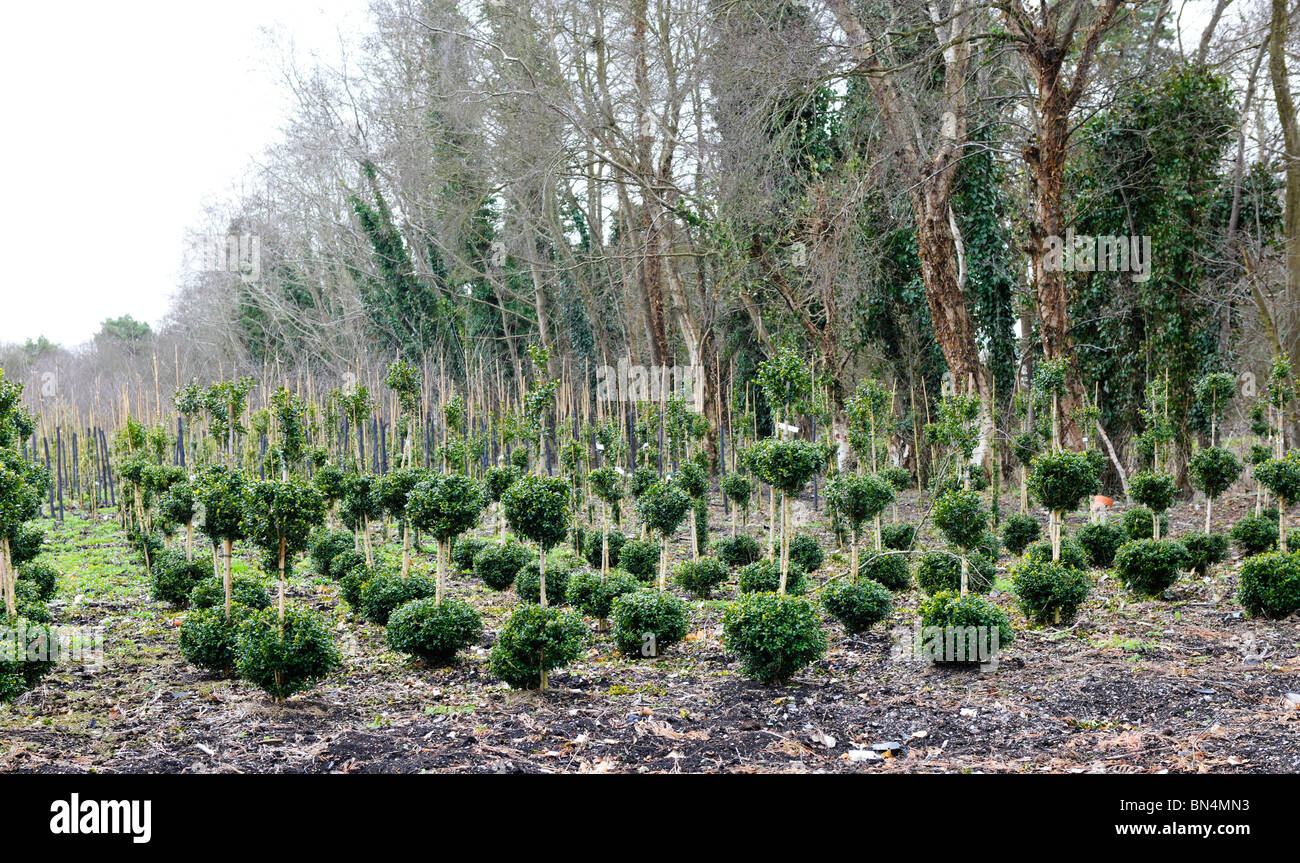 Topiaria da arbusti ornamentali Foto Stock