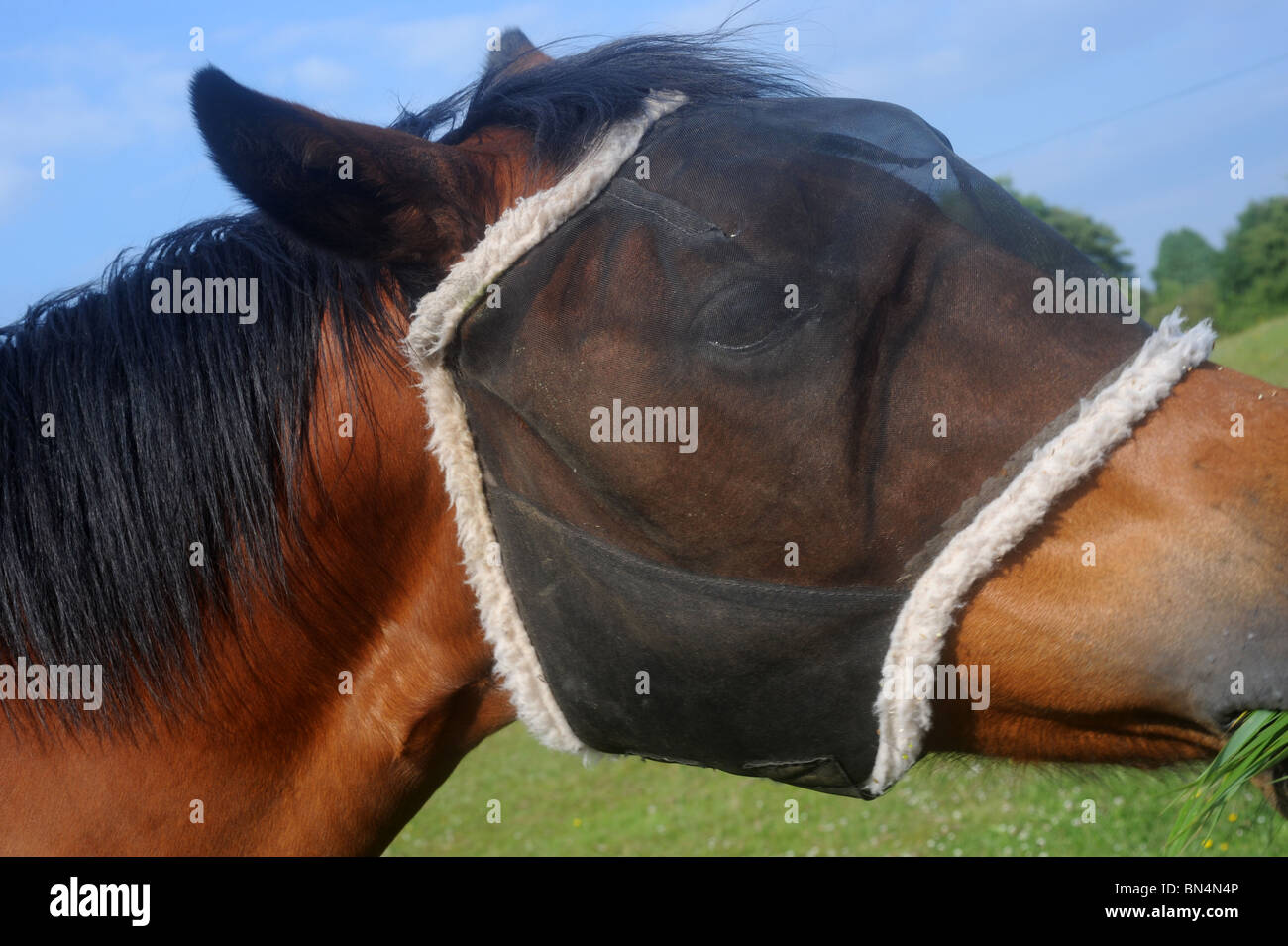 Cavallo di protezione da indossare maschera di garza per dissuadere le mosche Foto Stock
