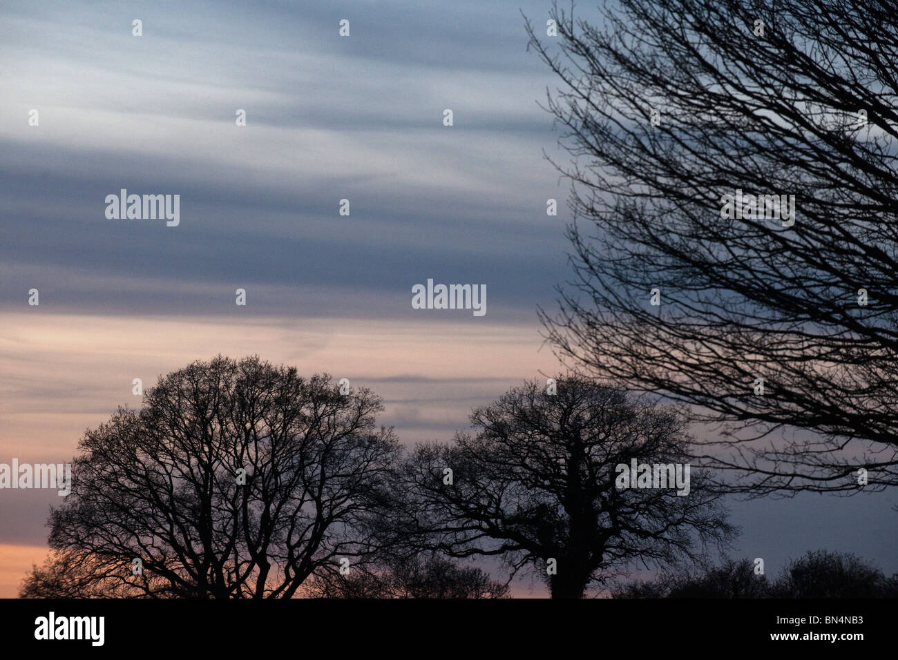 Silhouette di alberi al tramonto Foto Stock