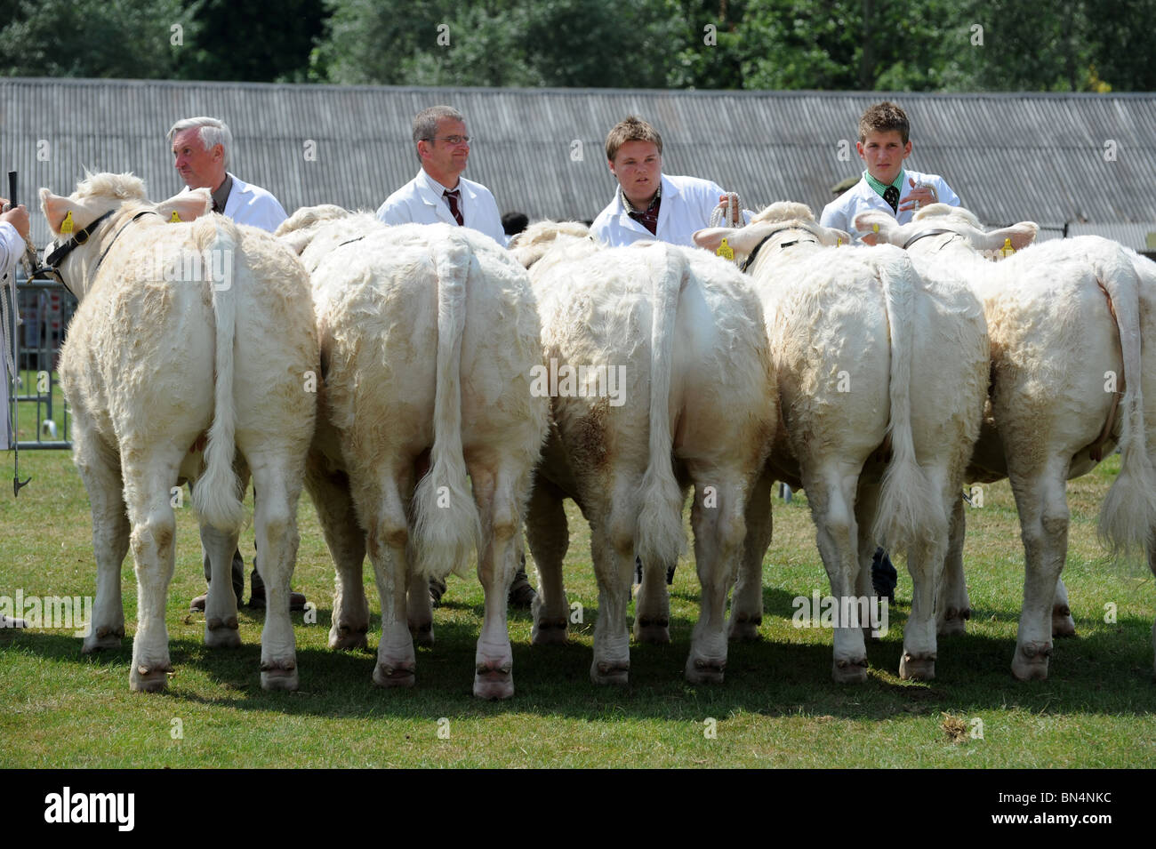 Charolais bestiame nel giudicare il ring a Shropshire County Visualizza Foto Stock