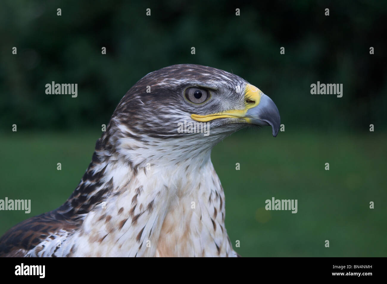 Falco ferruginosa Foto Stock
