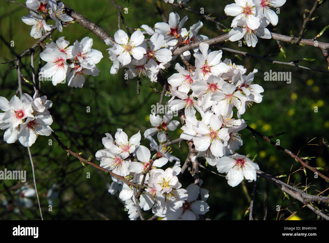 Fiore di mandorla, vicino a Alhaurin el Grande, Mijas Costa, Costa del Sol, provincia di Malaga, Andalusia, Spagna, Europa occidentale. Foto Stock