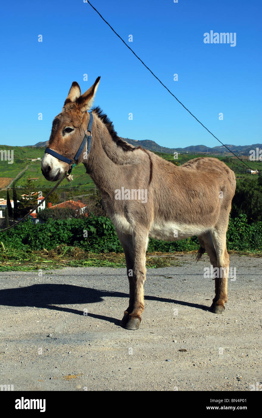 Asino, vicino a Alora, provincia di Malaga, Andalusia, Spagna, Europa occidentale. Foto Stock