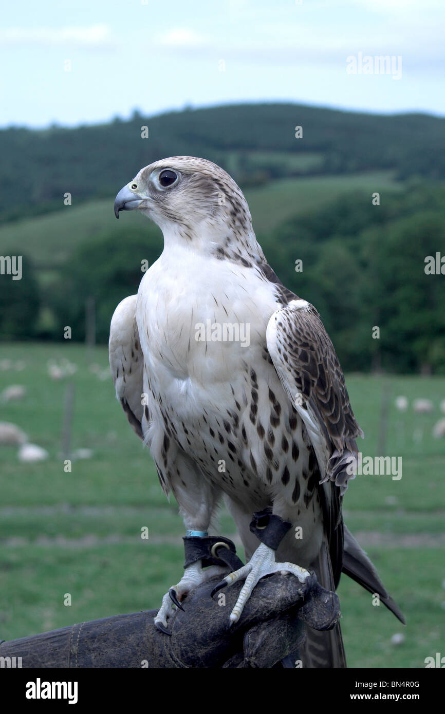 Falco cherrug Foto Stock